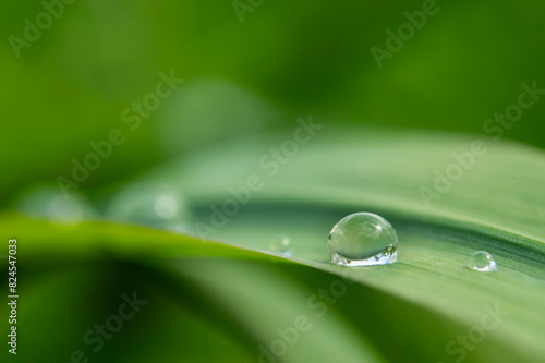 Water droplets on green long leaves. Long leaves wet with water drops or dew. Raindrops on green long leaves.Water droplets on green plant.