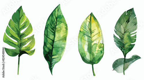 Watercolor Illustration Four of Tropical Leave Vector