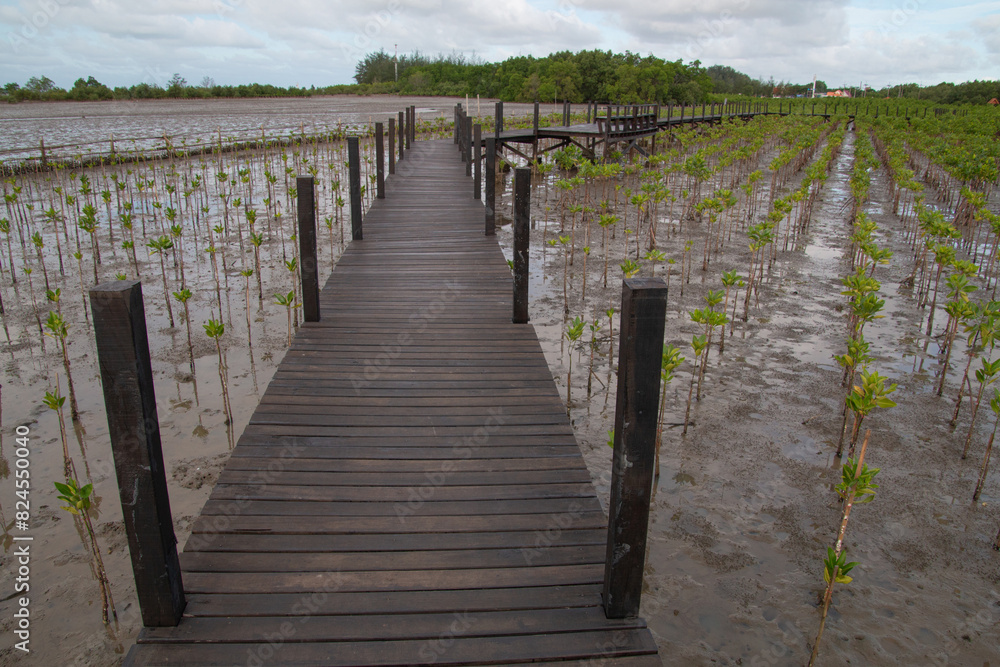 Obraz premium Newly planted mangrove trees with wooden bridges