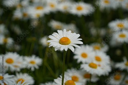 Daisy flowers are in full bloom beautifully