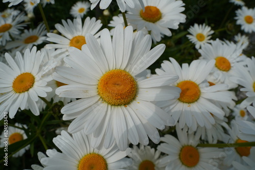 Daisy flowers are in full bloom beautifully