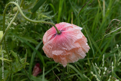 Obraz na płótnie Poppy Papaver w salonie