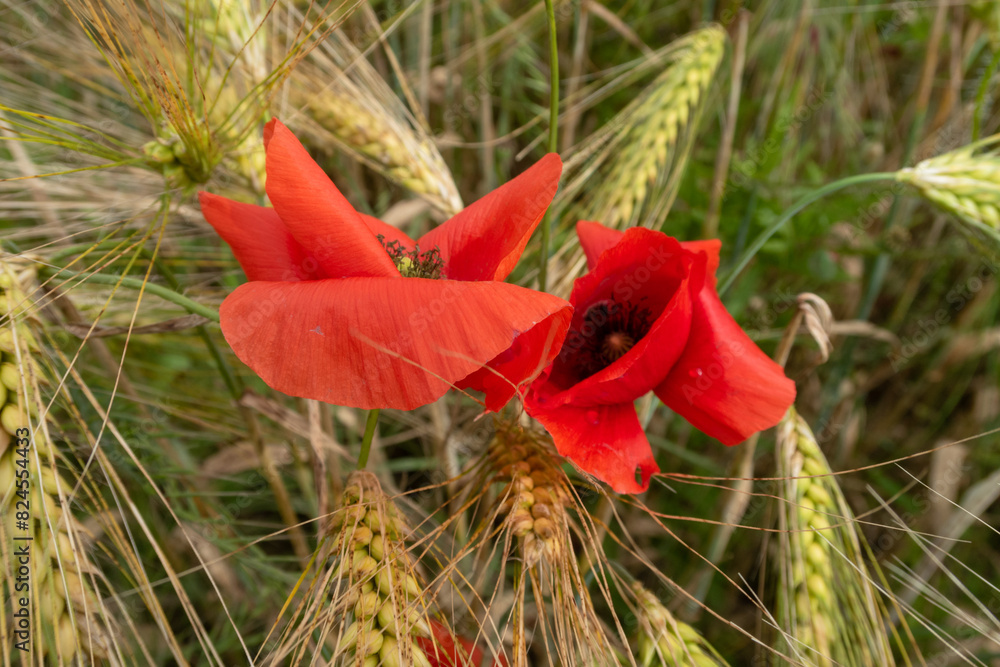 Poppy Papaver