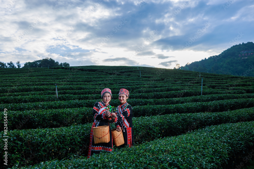 two asian woman wearing  traditional dress picking tea leaf in tea plantation 101, at Chiangrai Province, Thailand