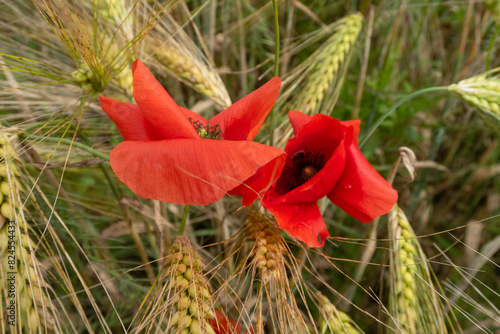 Obraz na płótnie Poppy Papaver w salonie