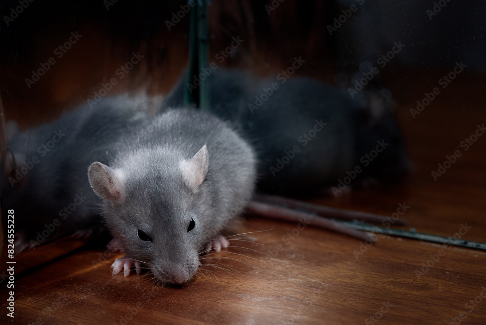 Small rat pet next to the mirror Small rat pet next to the mirror