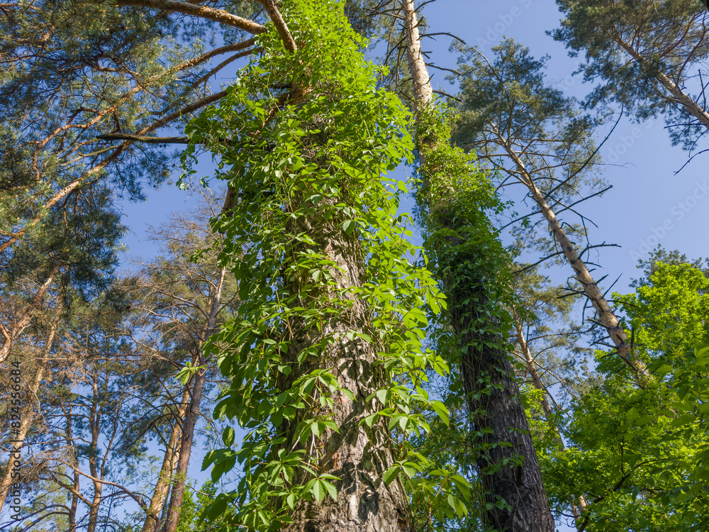 Fototapeta premium Maiden grapes with fresh green leaves creeping on pines trunks