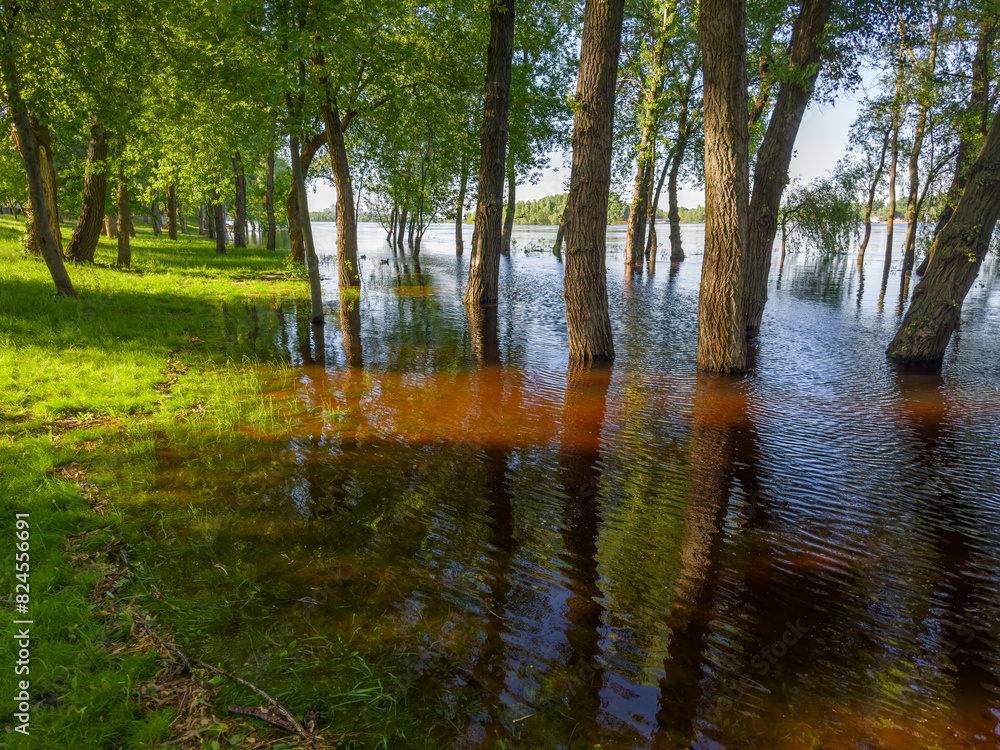 Trees standing in water during the spring flood on river Trees standing in water during the spring flood on river