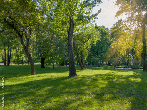 Fragment of park with old trees in spring evening backlit