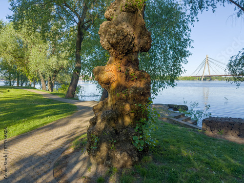 Tree trunk with numerous outgrowth in park against the river photo