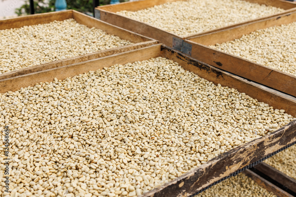 coffee natural sun drying process, on shelf, coffee natural sun drying process, on shelf,
