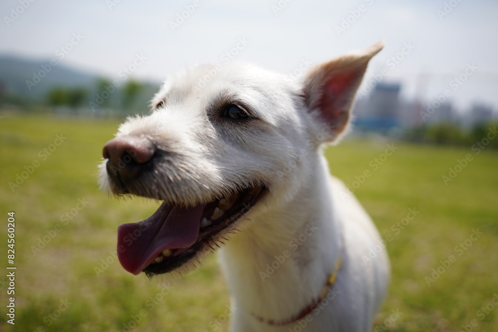 Face of a white dog with tongue out in the park Face of a white dog with tongue out in the park