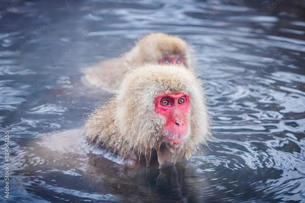 Naklejka premium Snow Monkey Japanese Macaque baithing in natural hot spring Yamanouchi Japan