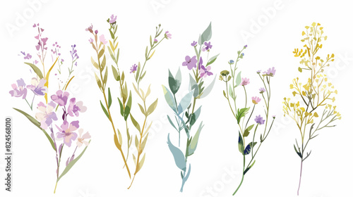 Wild pale purple flowers plants herbs botanical water