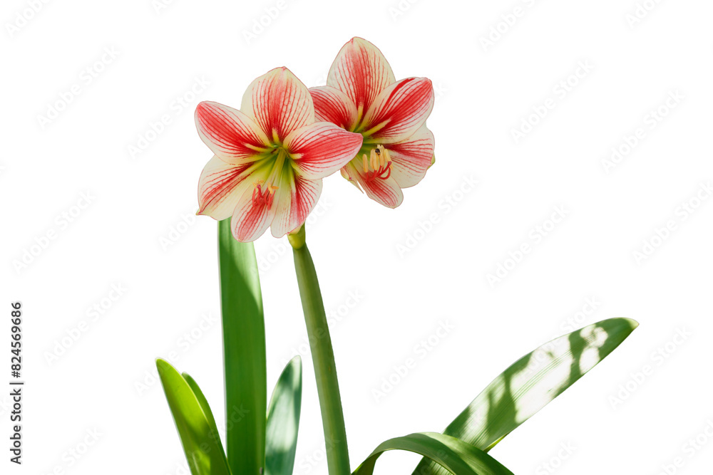 Beautiful Hippeastrum or Amaryllis flower. Science name in Hippeastrum johnsonii Bury.isolated on white background Beautiful Hippeastrum or Amaryllis flower. Science name in Hippeastrum johnsonii Bury.isolated on white background
