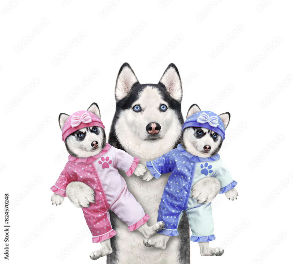 Dog husky holds two puppies