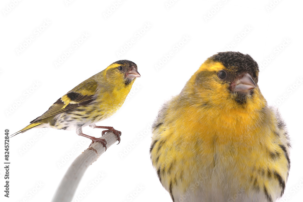 male siskin isolated on a white background