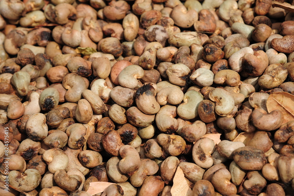 cashew nuts heap background with shell. Top view. Flat lay cashew nuts heap background with shell. Top view. Flat lay