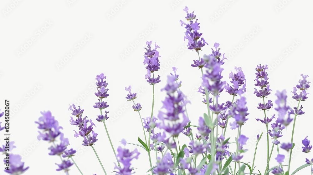 Naklejka premium Lavender outdoor blossoms with a minimal purple color.