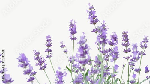 Lavender outdoor blossoms with a minimal purple color.