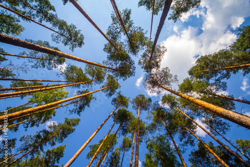 Foto Europian thick stand of pine trees in the summer afternoon