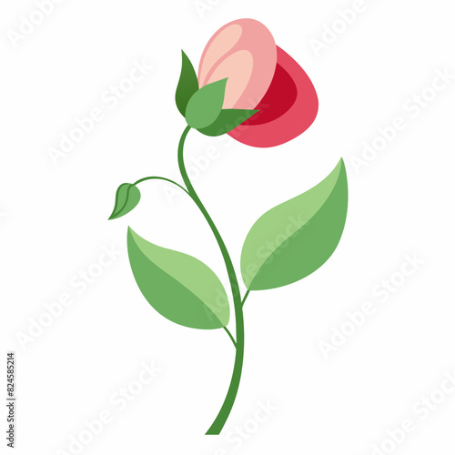 A minimalist Sweet Pea flower vector illustration 