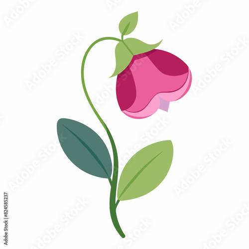A minimalist Sweet Pea flower vector illustration 