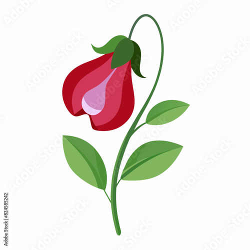 A minimalist Sweet Pea flower vector illustration 