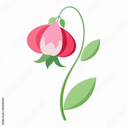 A minimalist Sweet Pea flower vector illustration 