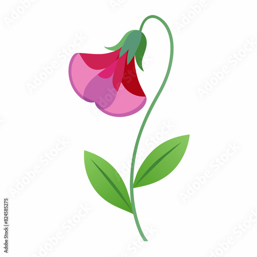 A minimalist Sweet Pea flower vector illustration 
