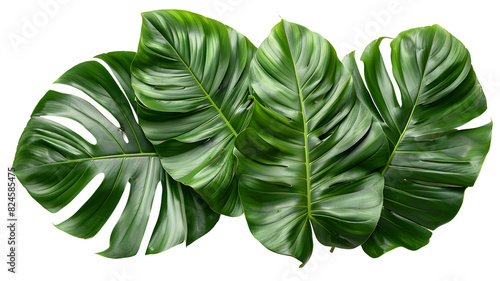 a Tropical green palm leaf, transparent background, png