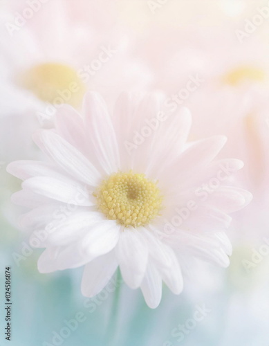 White daisy camomile flower background with soft focus