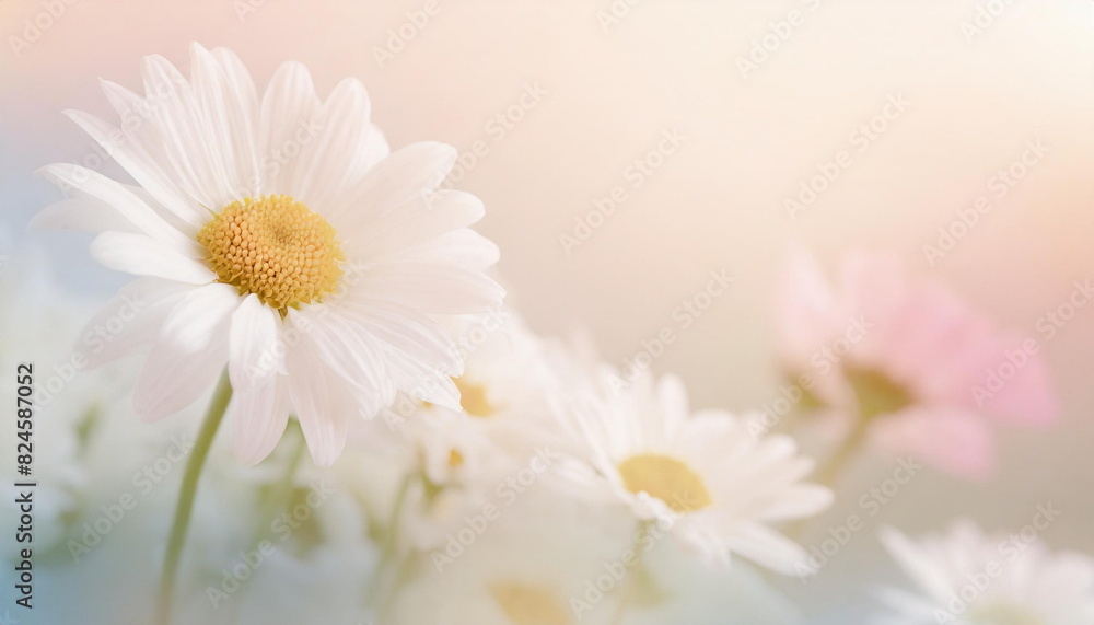 White daisy camomile flower background with soft focus White daisy camomile flower background with soft focus
