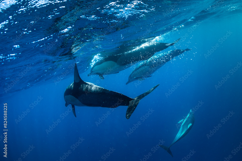 Obraz premium Underwater photo of wild dolphins, Australia