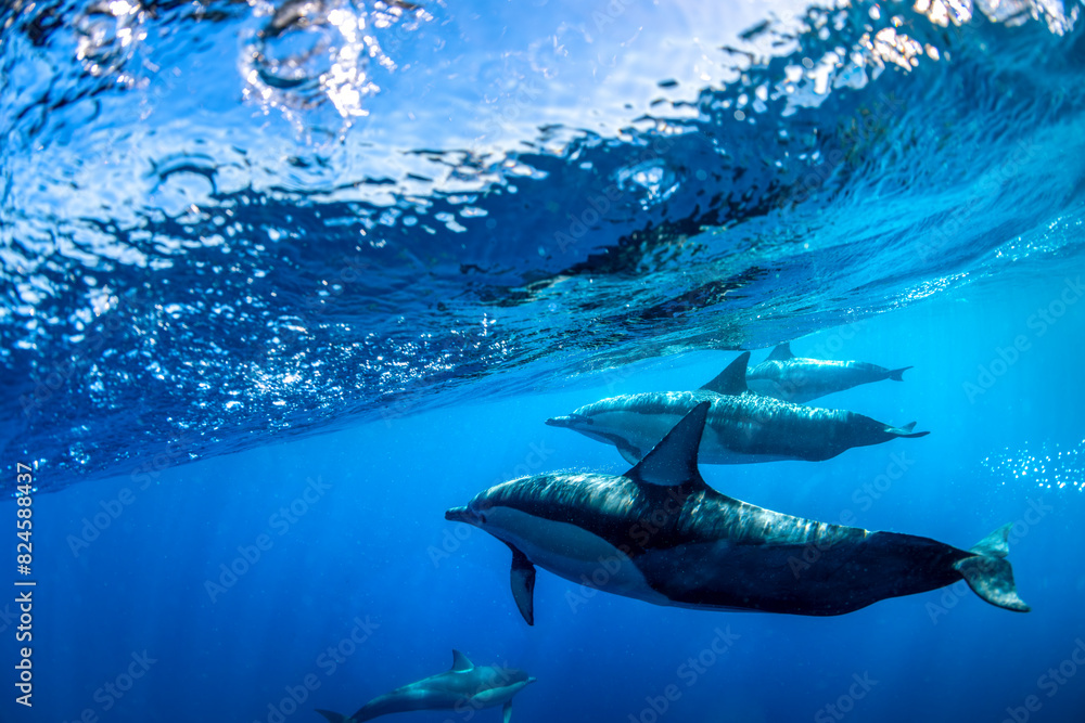 Naklejka premium Underwater photo of wild dolphins, Australia