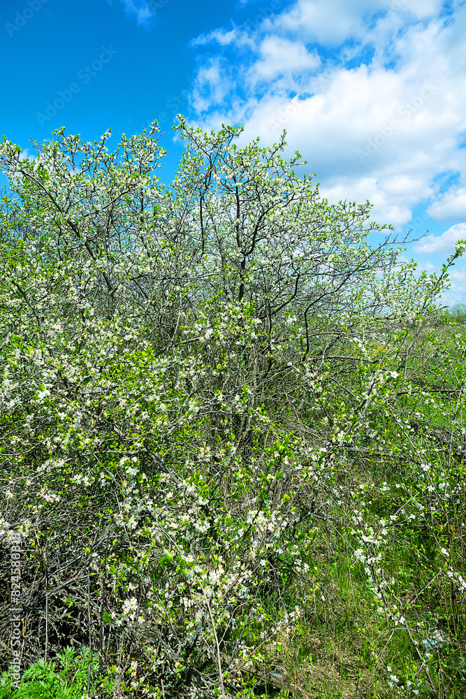 Fototapeta premium Steppe wild frutescent cherry (Prunus chamaecerasus, Cerasus fruticosa). Plot of forest-steppe, blooming wild fruit trees. Type of biocenosis close to natural, primal steppe. Rostov region, Russia