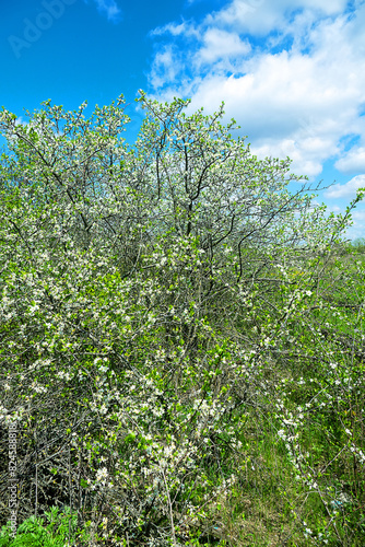 Steppe wild frutescent cherry  Prunus chamaecerasus  Cerasus fruticosa . Plot of forest-steppe  blooming wild fruit trees. Type of biocenosis close to natural  primal steppe. Rostov region  Russia