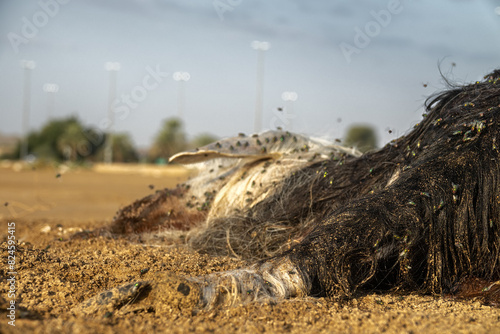 Flocks of Sheep blowfly (Lucilia sericata) feed and lay eggs on the carcass of a sheep (distemper). Fly larvae eat the rotting corpse, decomposers. Picture a la Baudelaire photo