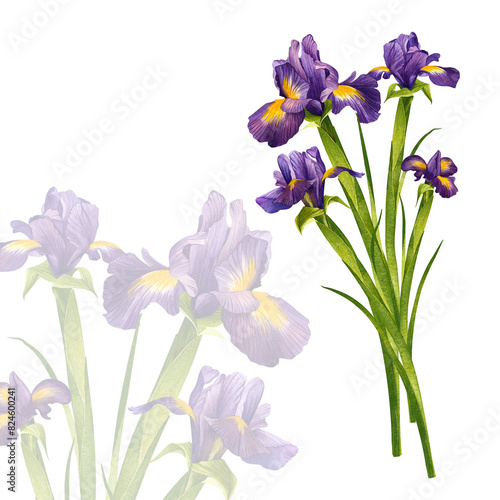 Irises, purple blossoming buds. Watercolor illustration. Wild flower with green stems. For design of spring greeting card, background, textile, packaging, label, flower shop