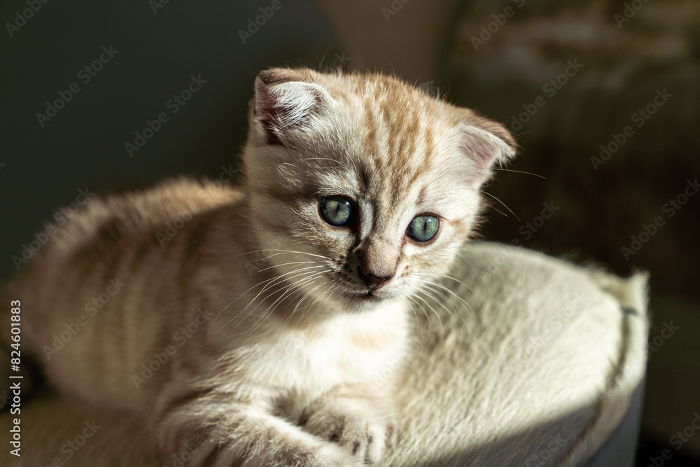 Beautiful Bengal scottish fold mix kitten looking to the side with amazement Beautiful Bengal scottish fold mix kitten looking to the side with amazement