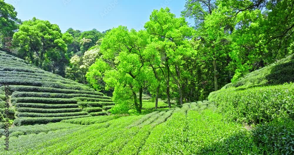 Green tea plantation and forest nature landscape in spring Green tea plantation and forest nature landscape in spring
