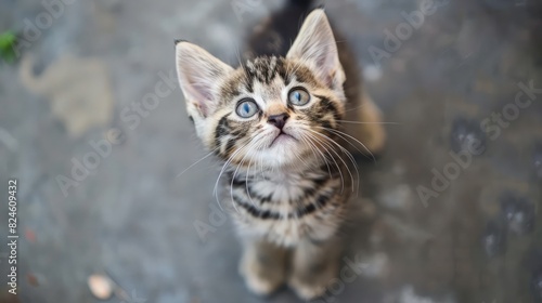 Young Bengal kitten stands in front of the camera and looks up high