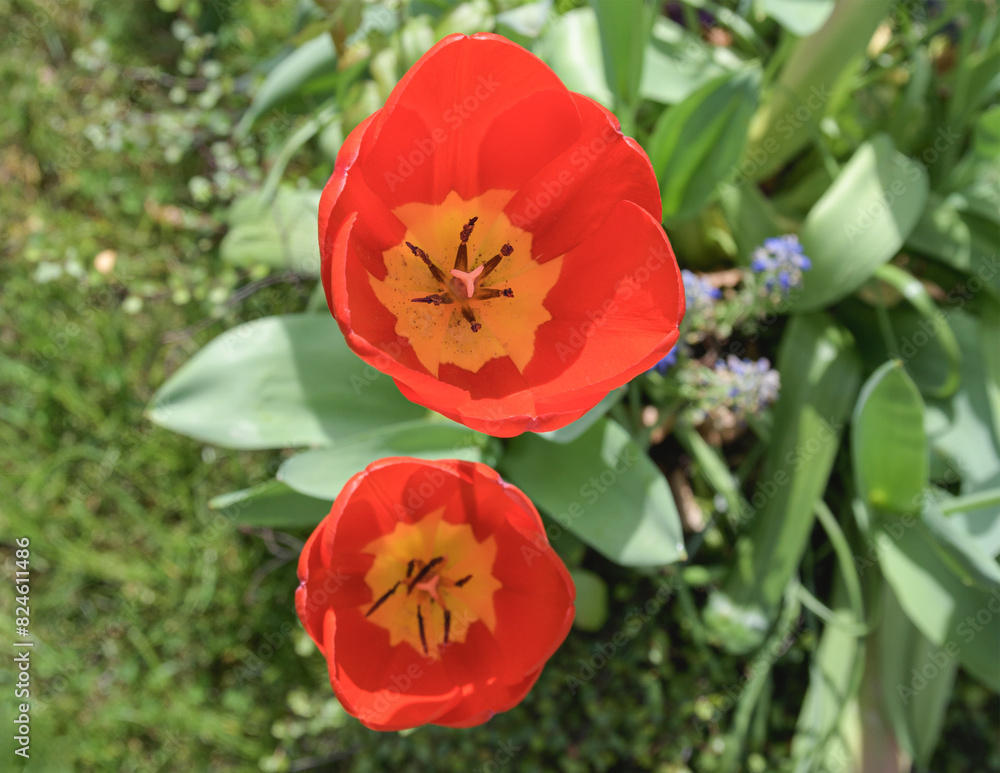 Two red flowers with yellow centers are in a garden Two red flowers with yellow centers are in a garden