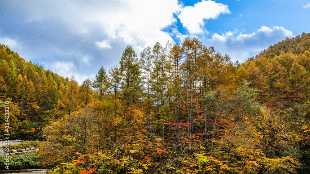 Fototapeta premium 秋