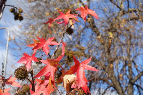 Branch of American sweetgum with red autumnal foliage in mid October photo