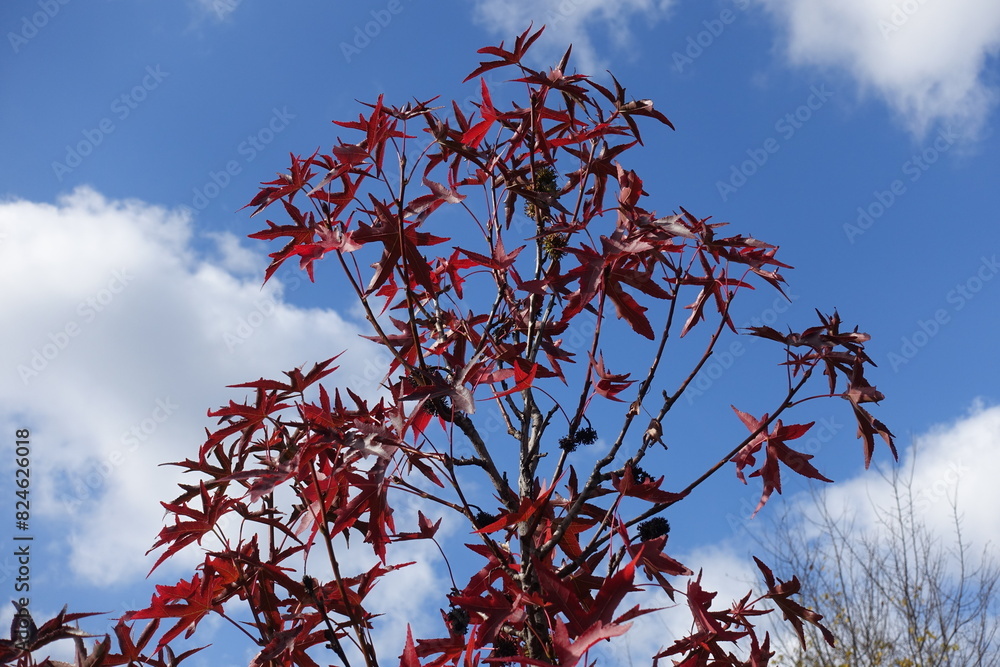 Purple autumnal foliage of American sweetgum against blue sky in mid October