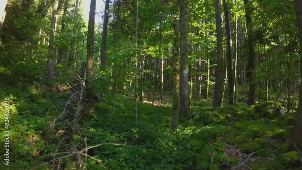 Fast flight through a thick forest between trees with an FPV drone weaving between dense quarry woodland with sunlight shining through trees and foliage Fast flight through a thick forest between trees with an FPV drone weaving between dense quarry woodland with sunlight shining through trees and foliage