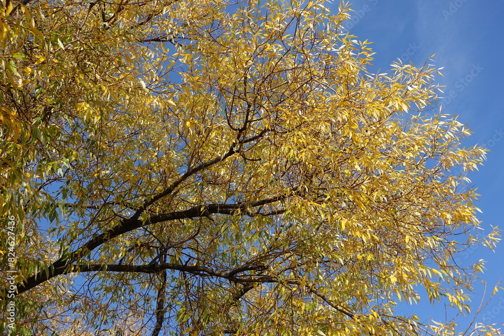 Cloudless blue sky and autumnal foliage of white willow tree in October Cloudless blue sky and autumnal foliage of white willow tree in October