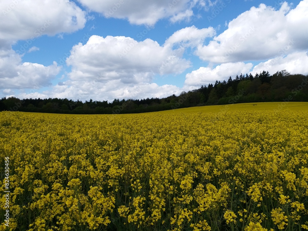 Obraz premium Field of flowers