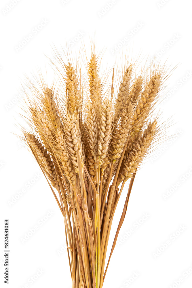Fototapeta premium bunch of ripe golden wheat ears isolated on white background.
